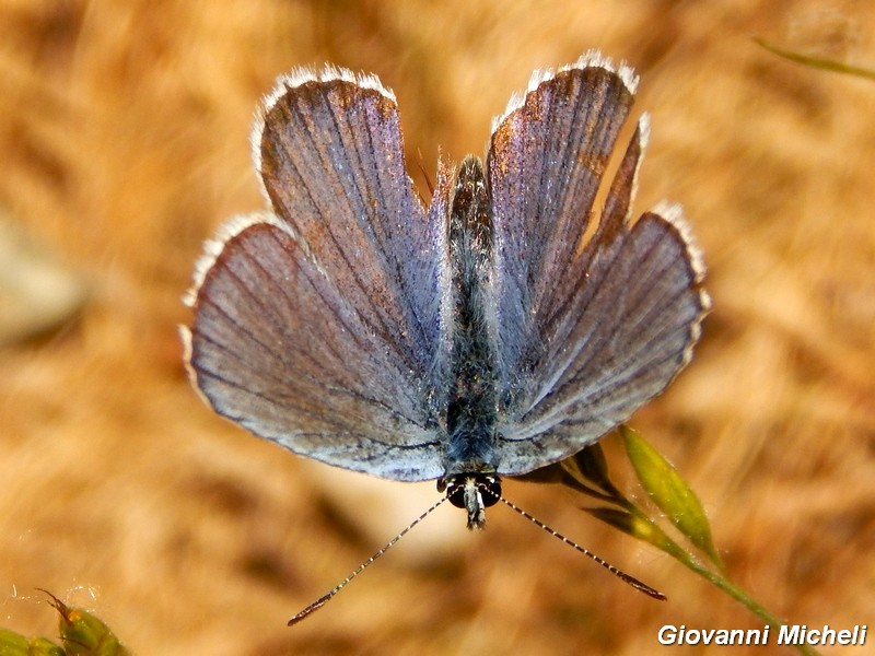 Plebejus idas